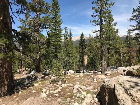 Trees
