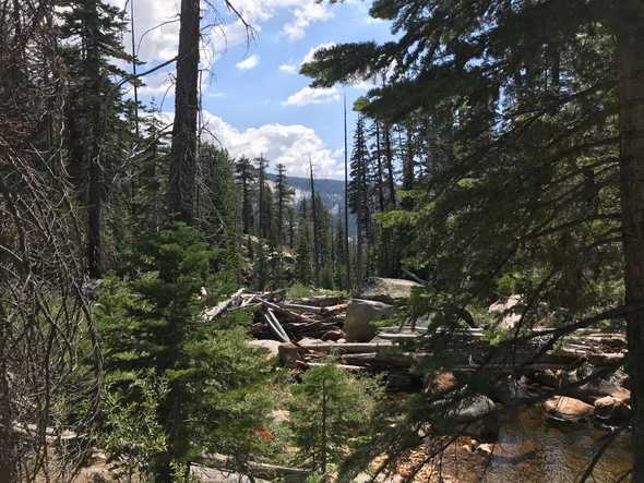 Trees