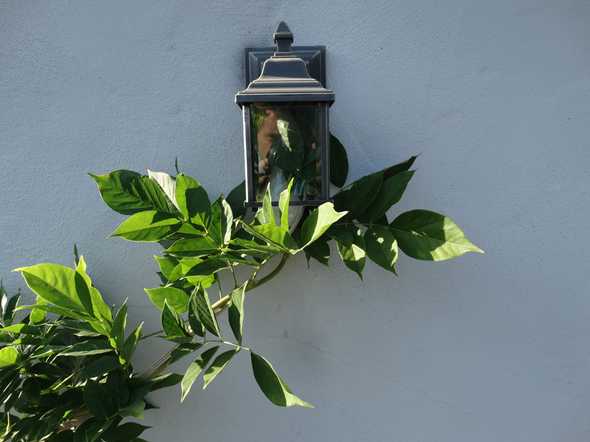 Overgrowth 1